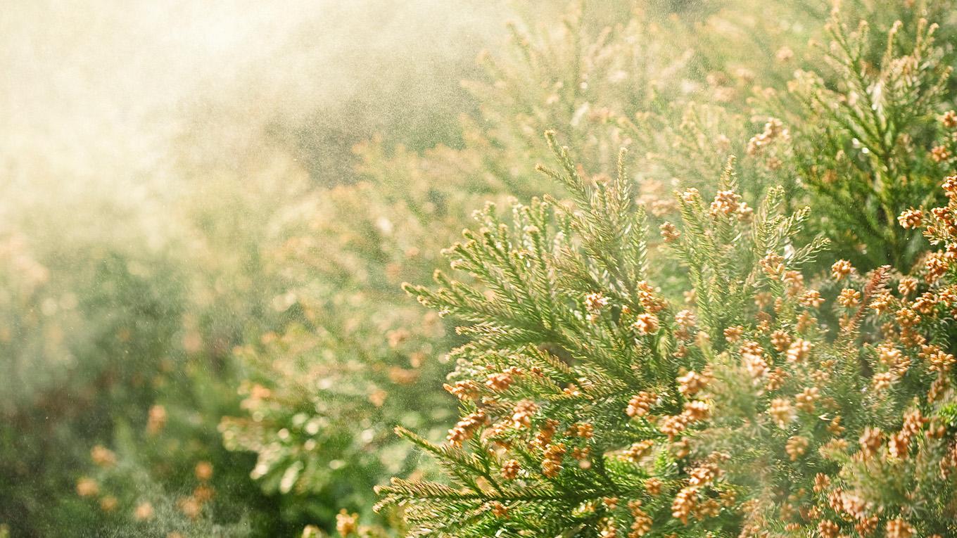 Close-up of fir tree